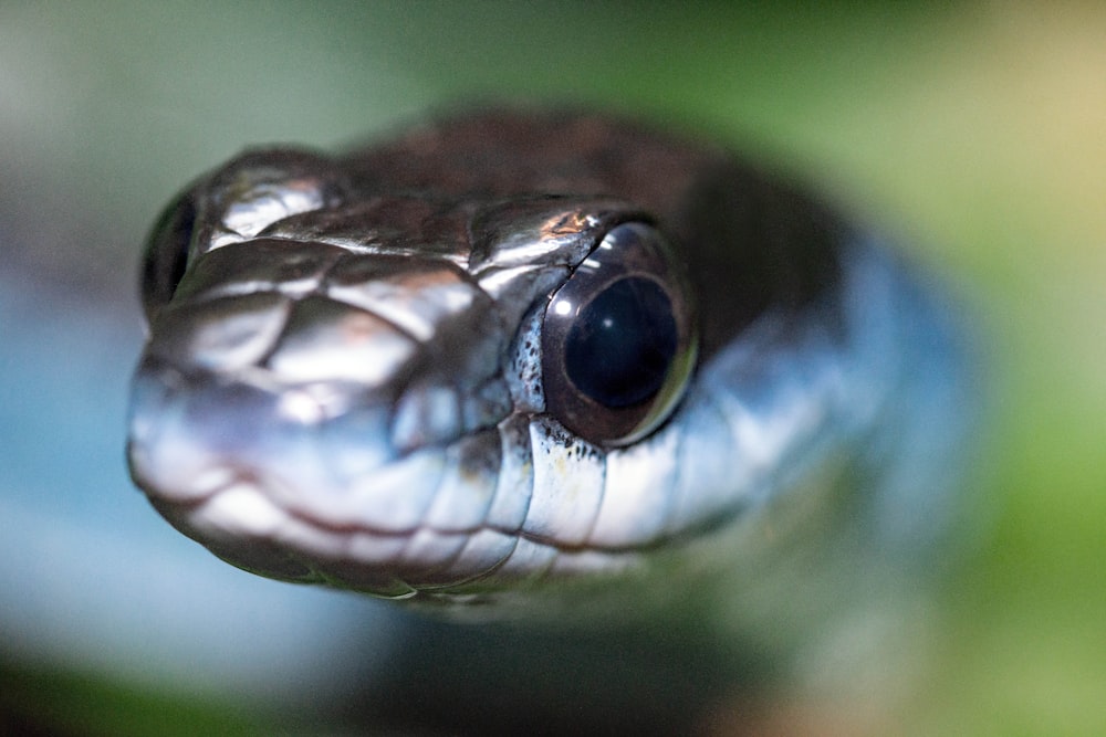 brown and black snake in close up photography
