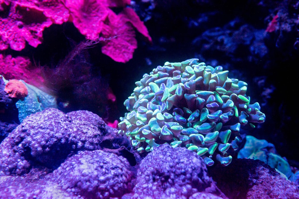 green and blue coral reef