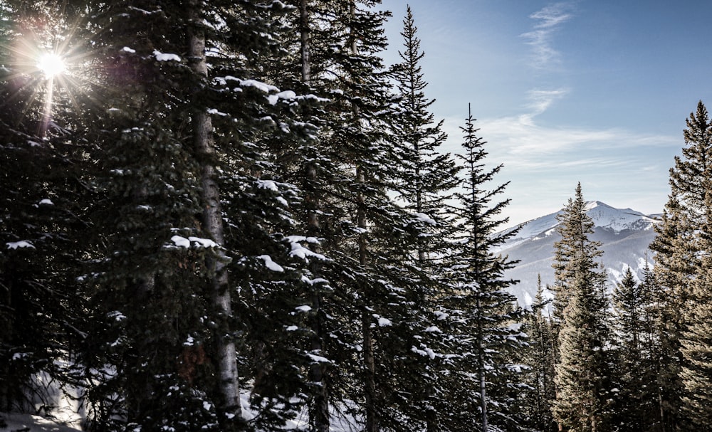 green pine trees on snow covered ground under blue and white cloudy sky during daytime