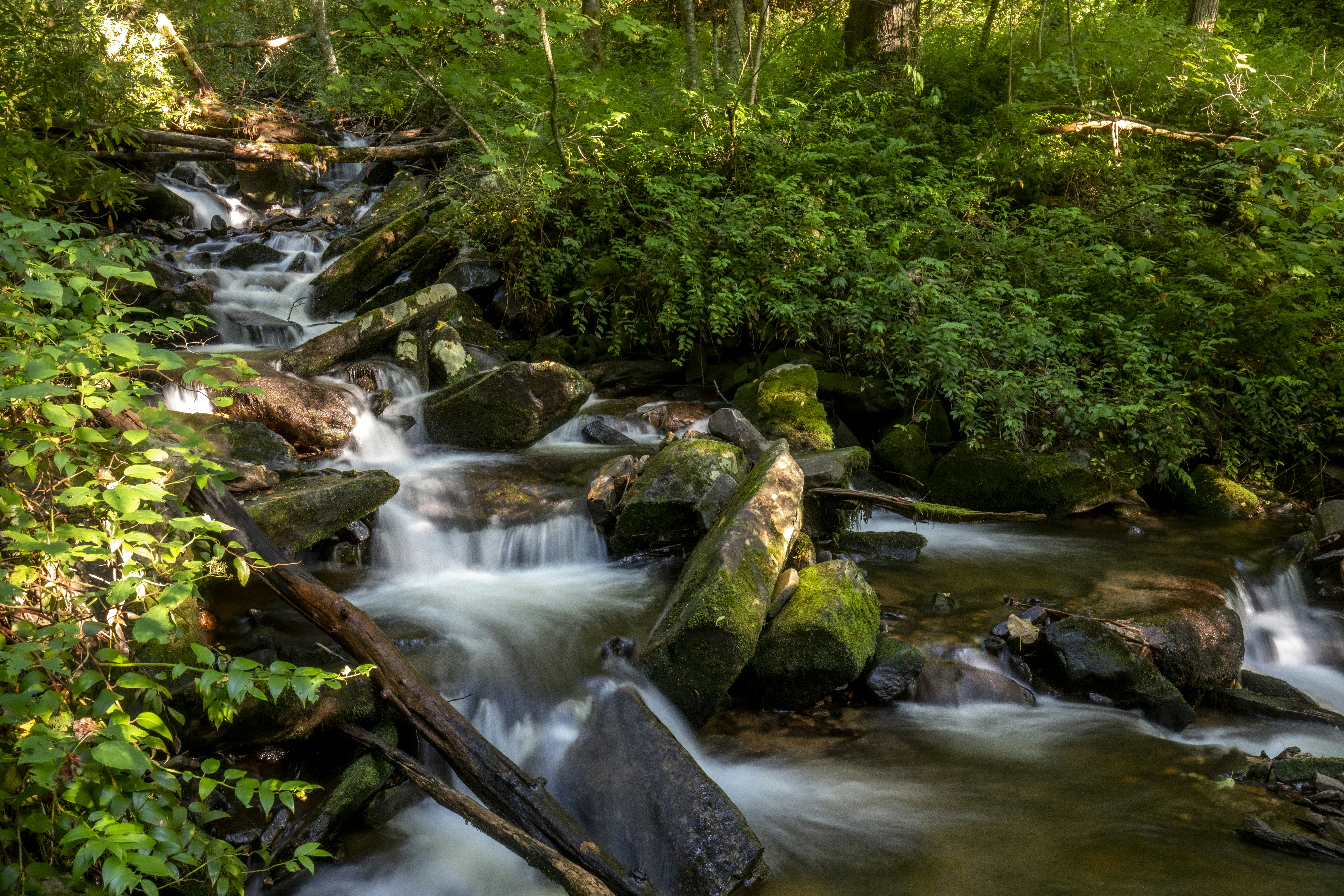 green moss on brown rocks on river