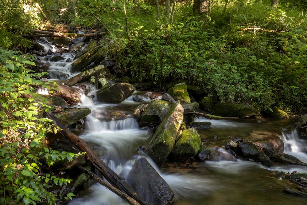 green moss on brown rocks on river