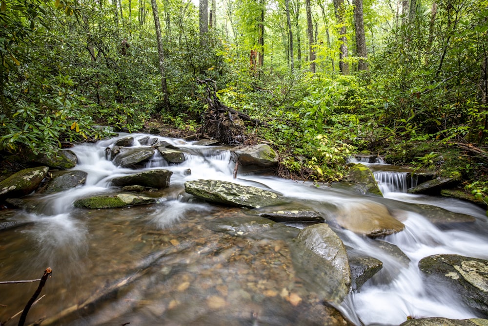 river in the middle of forest during daytime