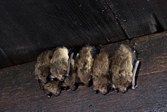 Bats