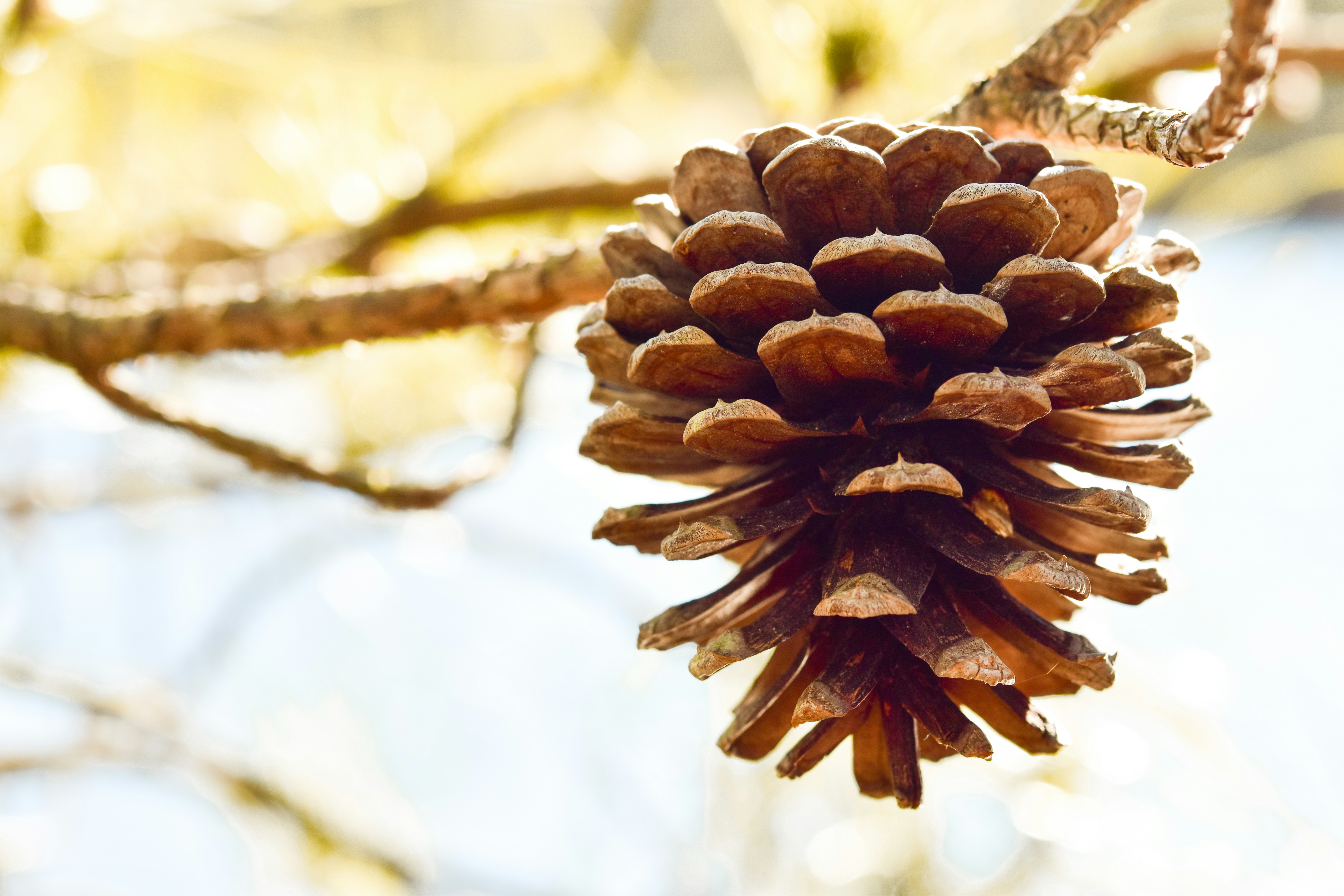 Pinecone's vector database just got a lot cheaper