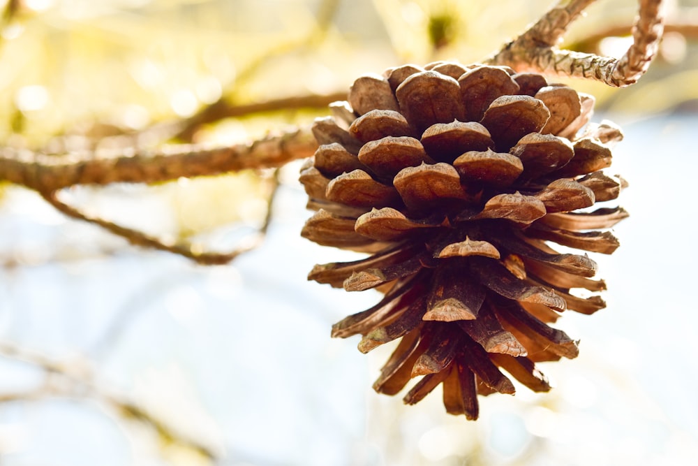 brown pine cone in close up photography
