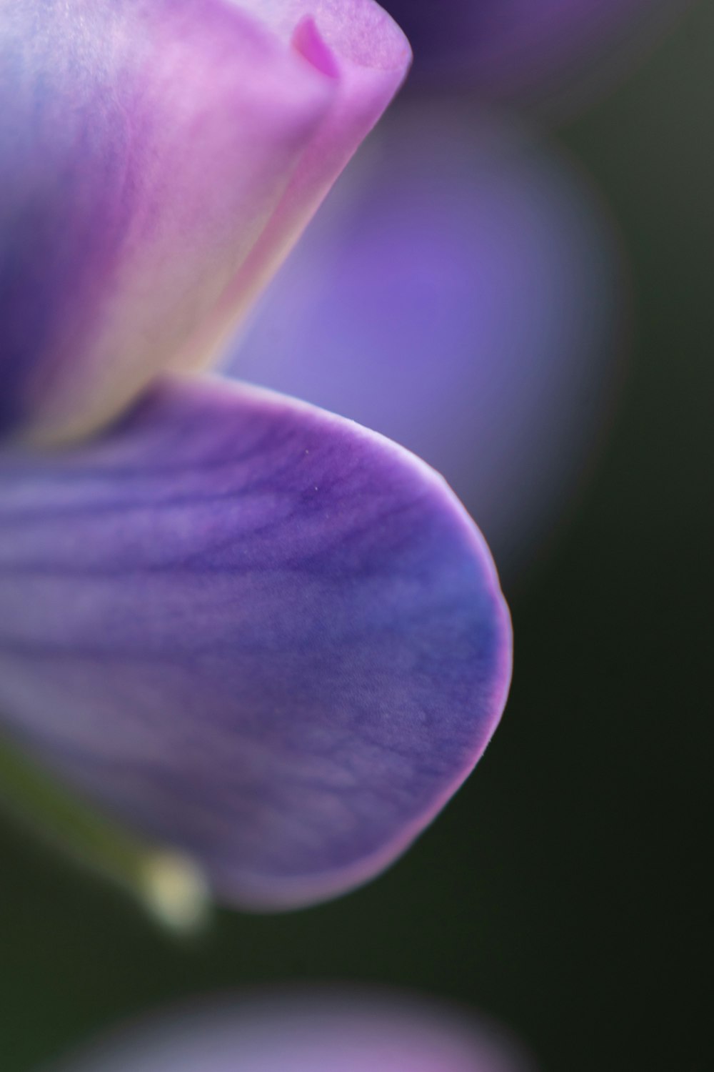 flor roxa no tiro macro