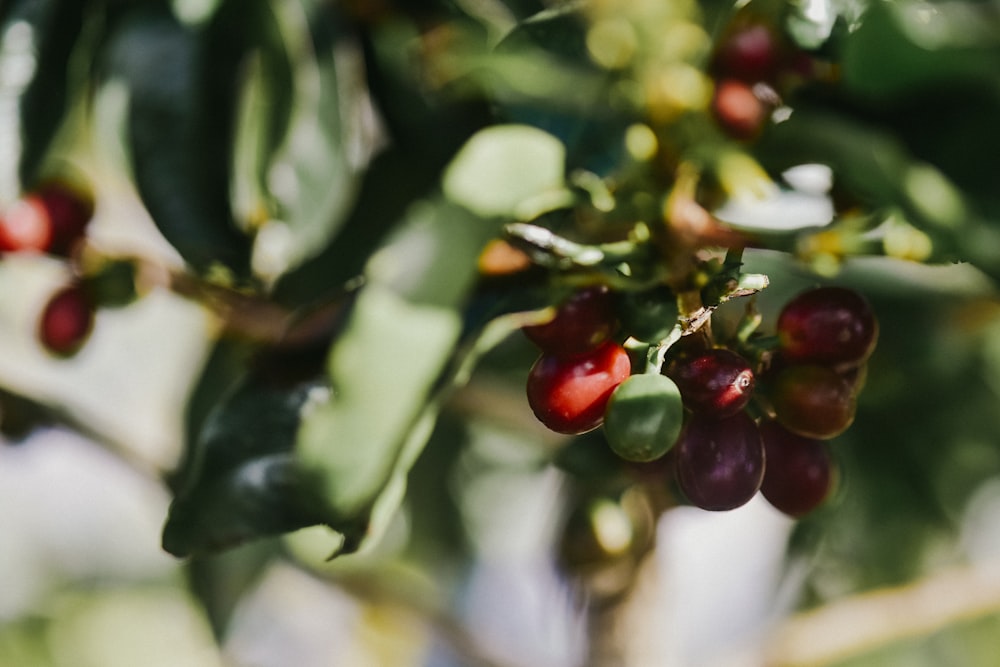 red round fruits in tilt shift lens