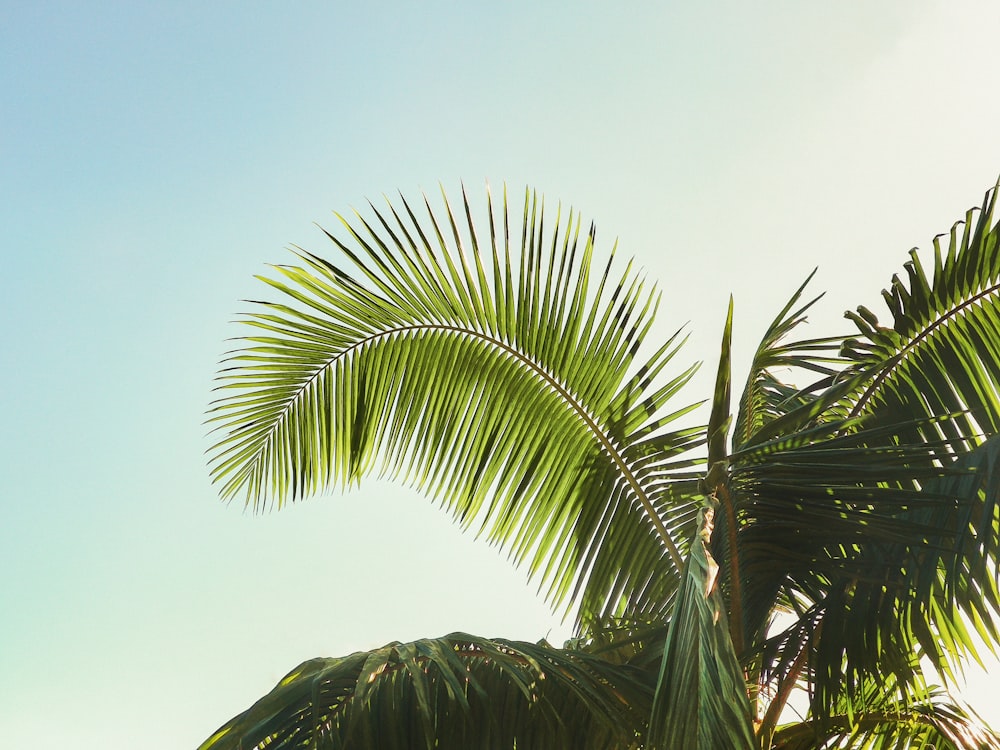 green palm tree under blue sky during daytime