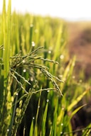 Sunlit rice fields in the Chilean countryside with morning dew.