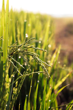 Close-up of lush Indian rice paddies glowing under sunrise.