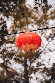 red lantern hanging on tree branch during daytime