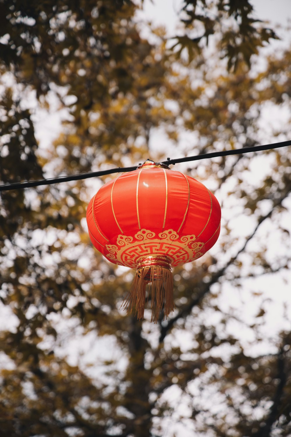 red lantern hanging on tree branch during daytime