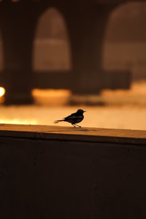 black bird on brown wooden fence during sunset