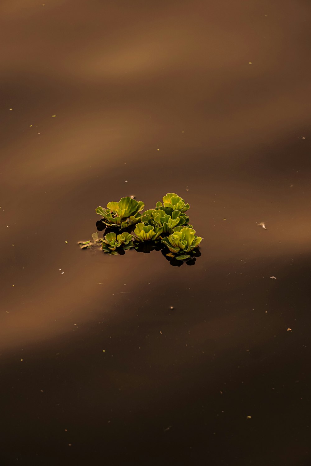 green plant on water during daytime
