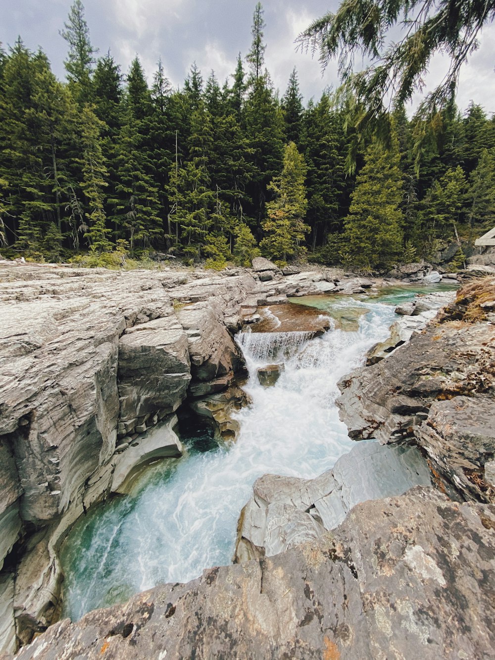 río en medio del bosque durante el día