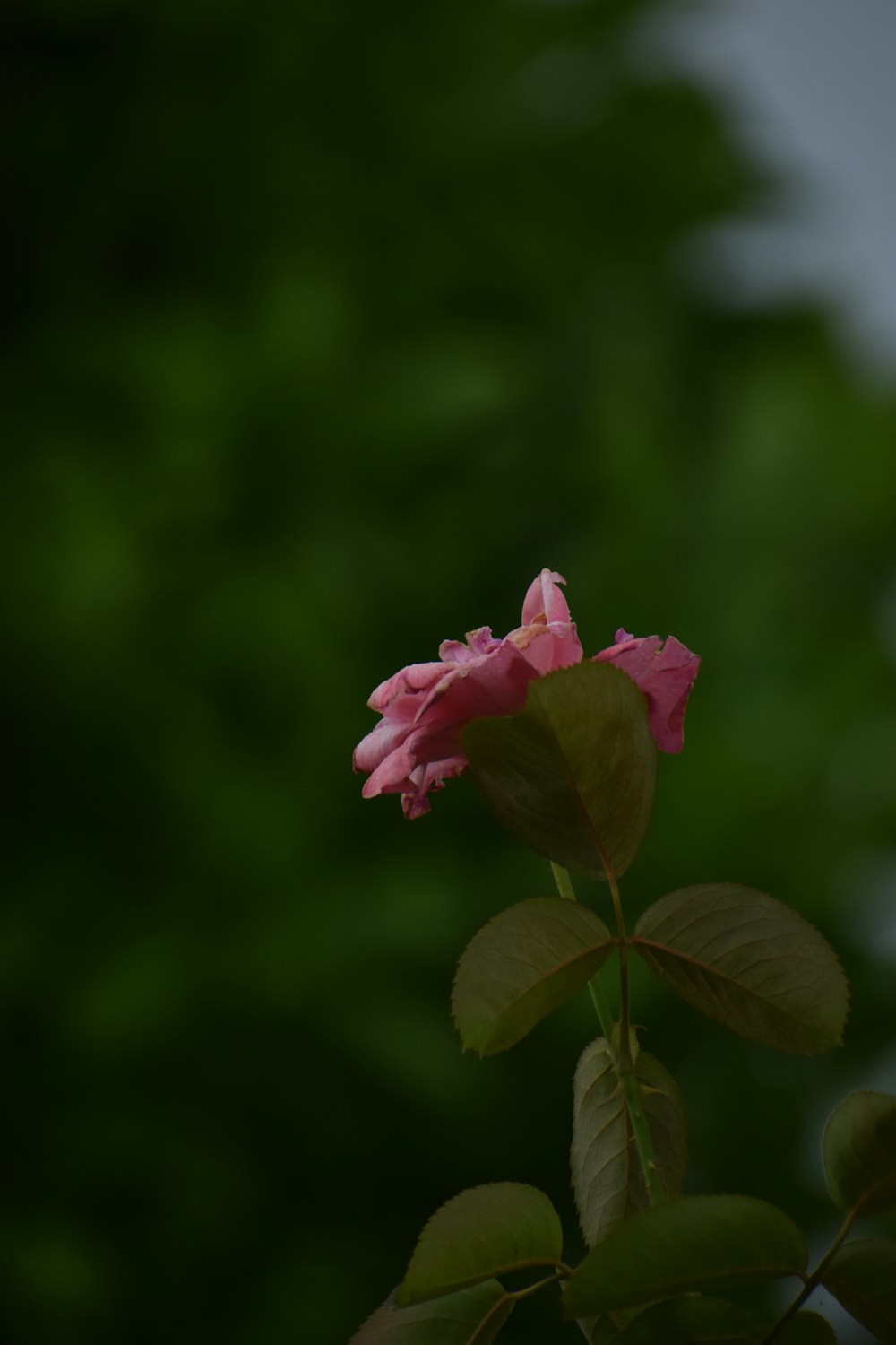 pink rose in bloom during daytime