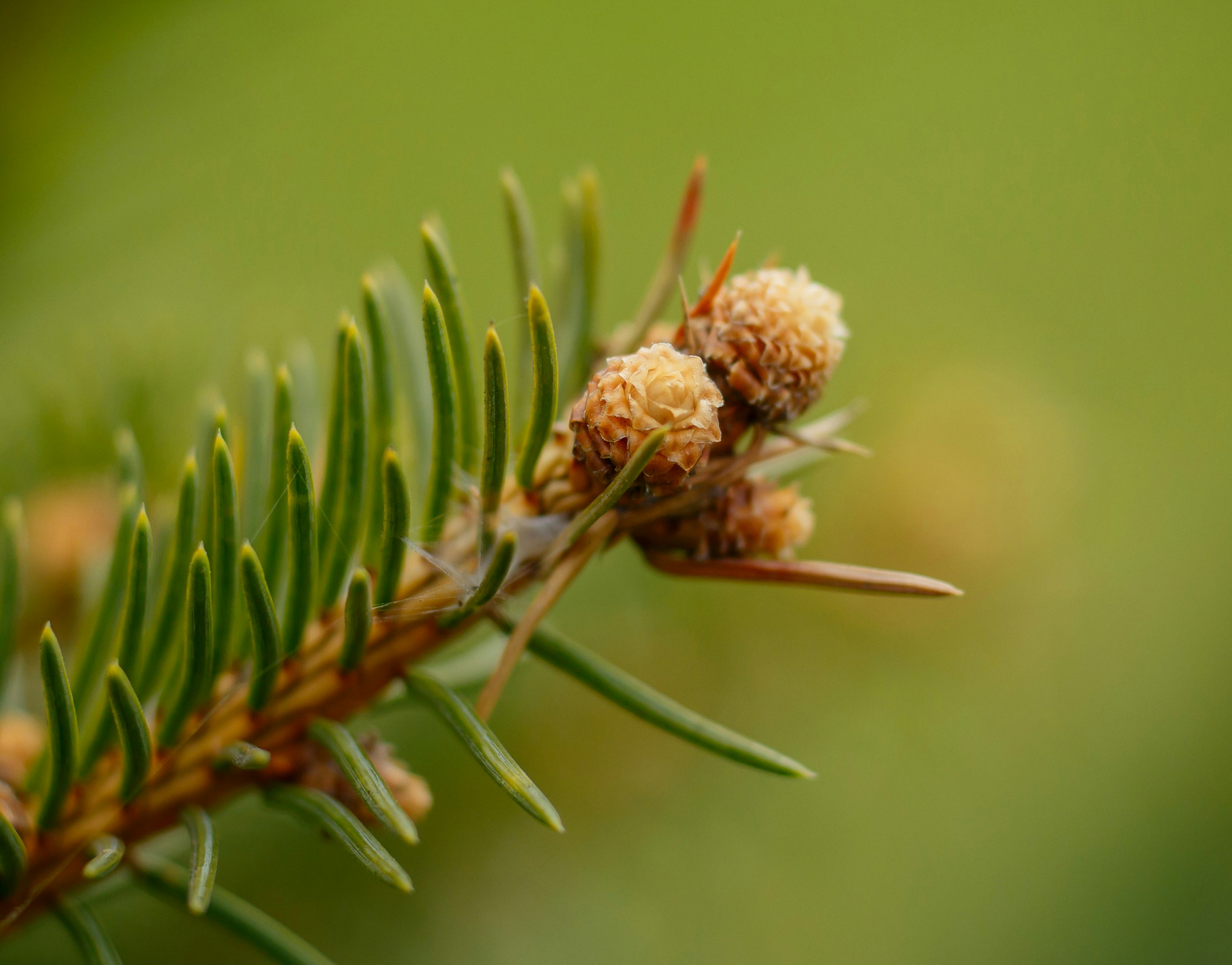 green plant in macro lens