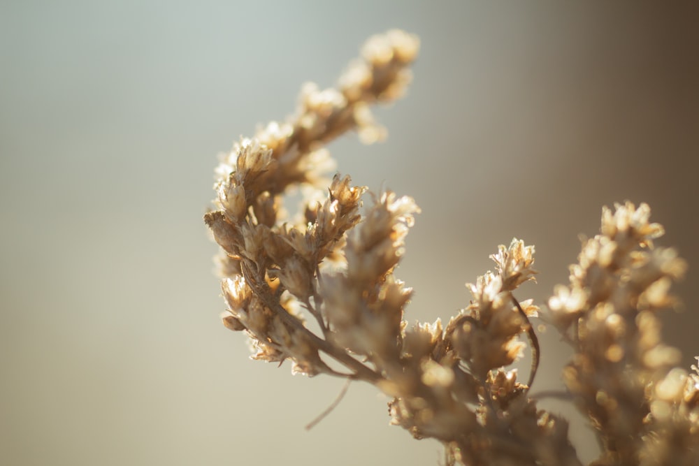 Weiße Blume in Nahaufnahmen