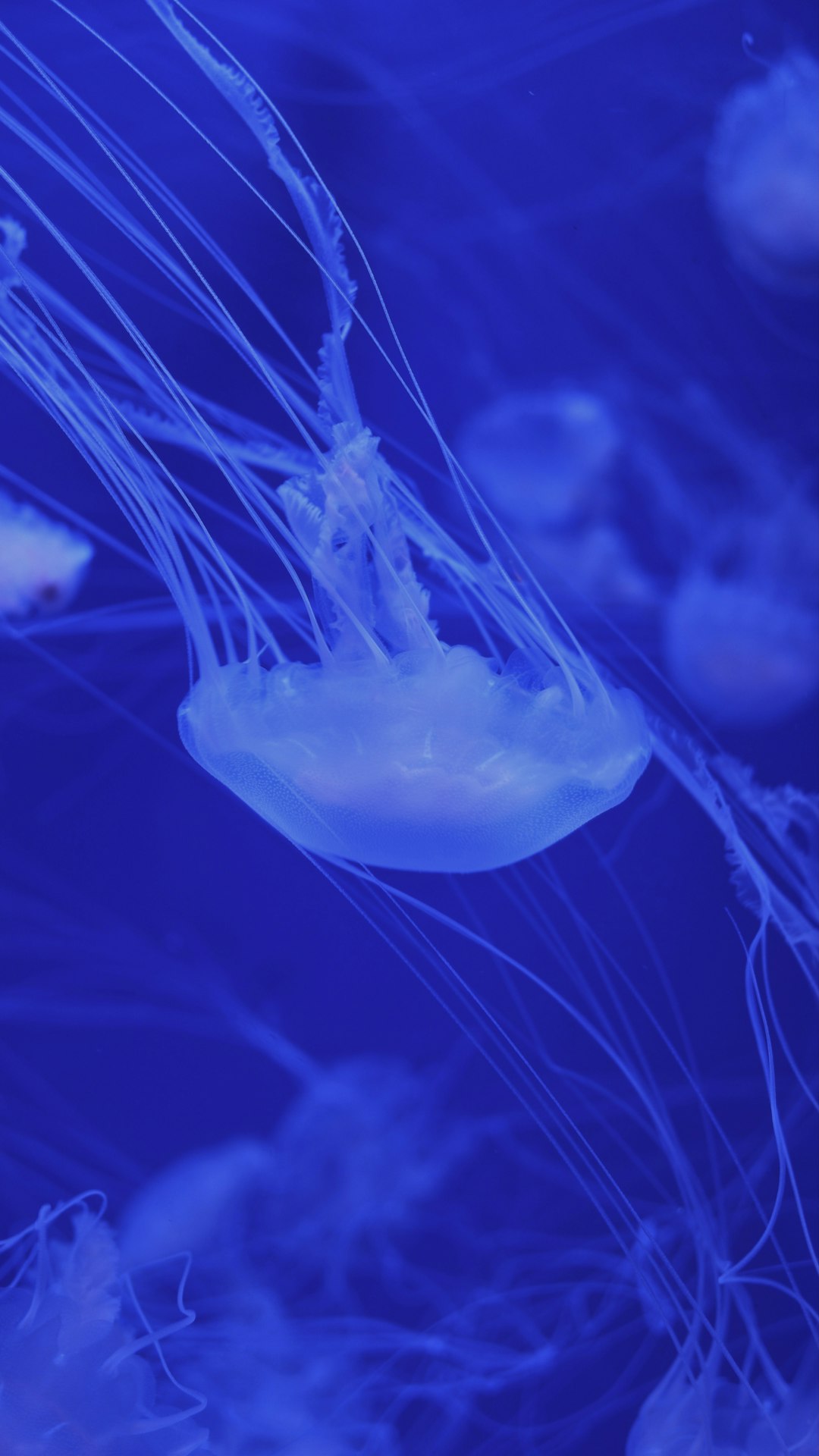 white jellyfish in blue water