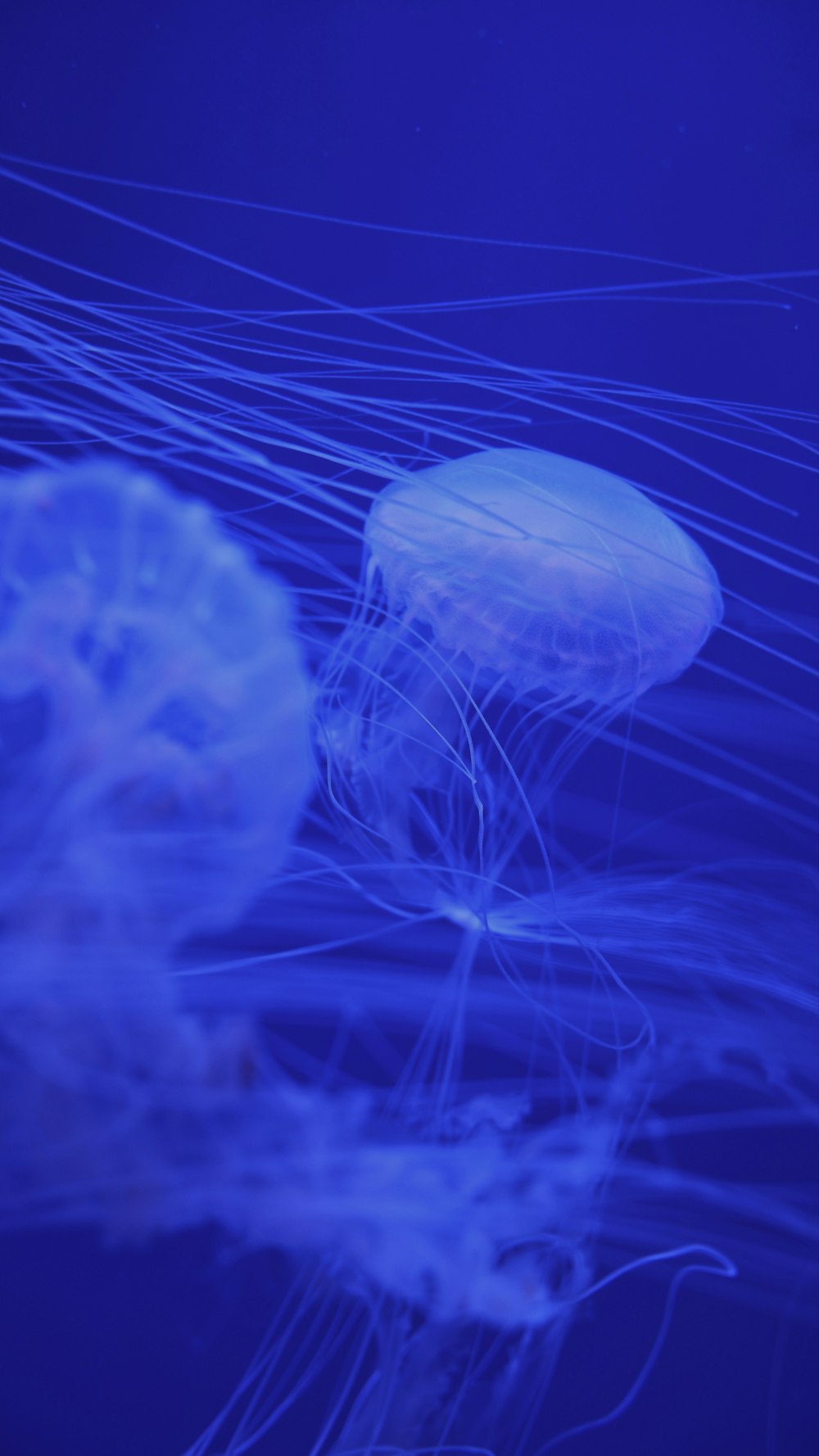 blue jellyfish in close up photography