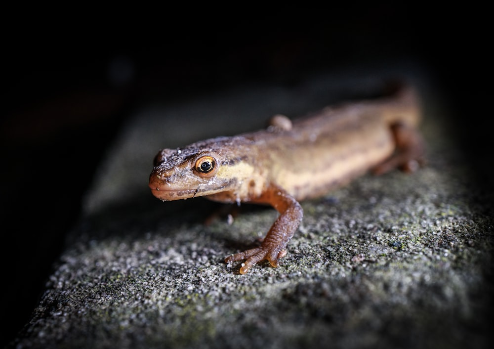 brown frog on gray concrete floor