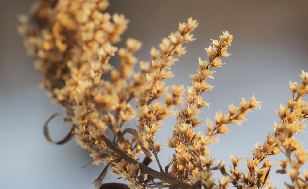 yellow flower buds in tilt shift lens