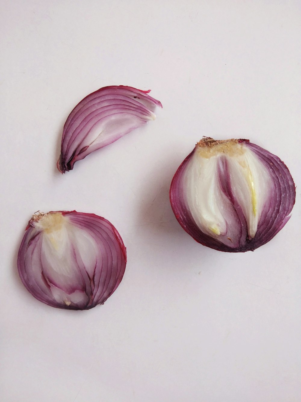 purple and white flower petals