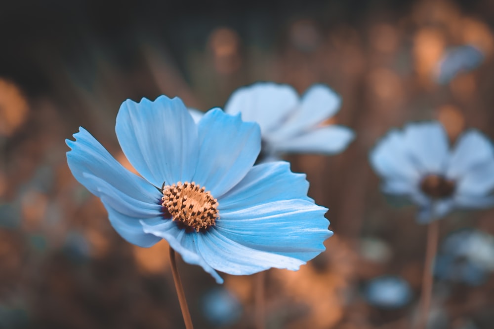 white flower in tilt shift lens