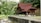 A traditional wooden house with a steep gabled roof is nestled in a lush, tropical forest. The house is elevated on stilts and features intricate wooden carvings. A small stream runs alongside the property, and the area is surrounded by dense greenery.