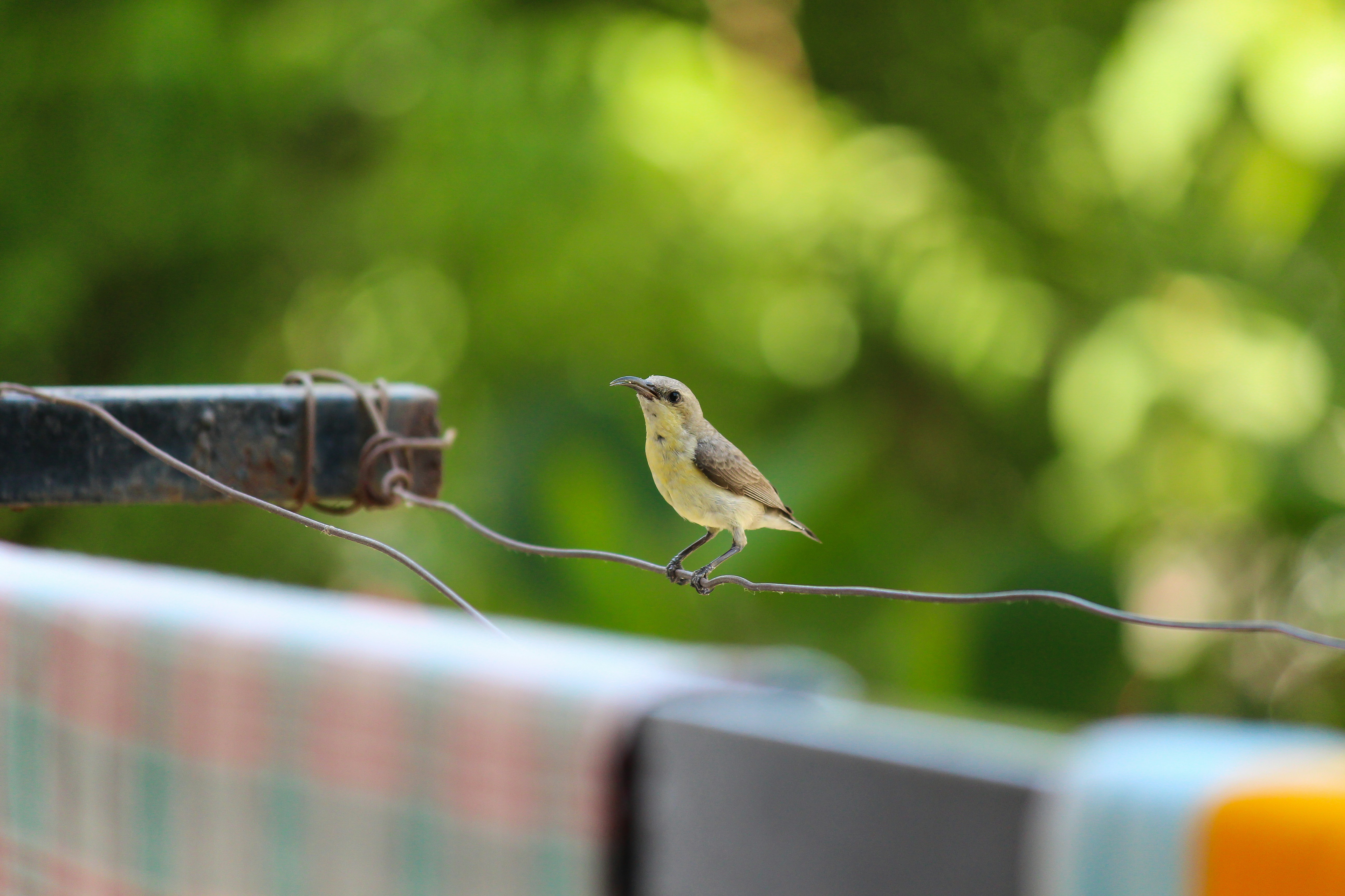 oiseau brun sur la clôture en bois brun pendant la journée