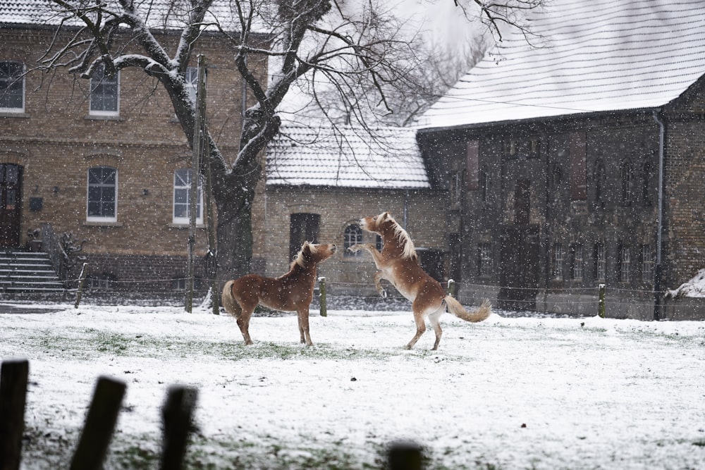 cane a pelo corto marrone su terreno innevato durante il giorno