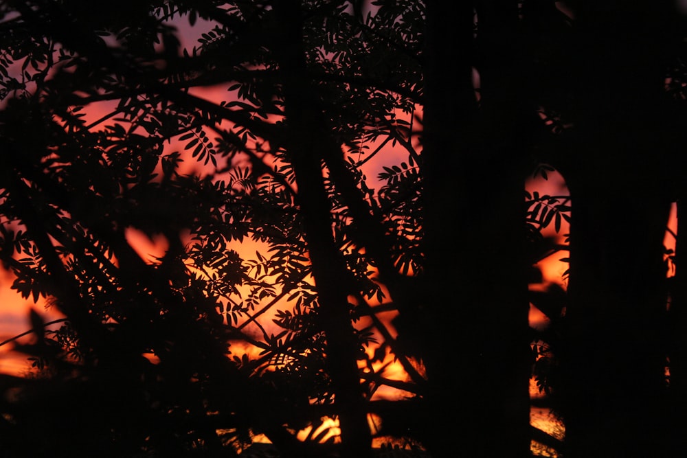 silhouette of trees during sunset