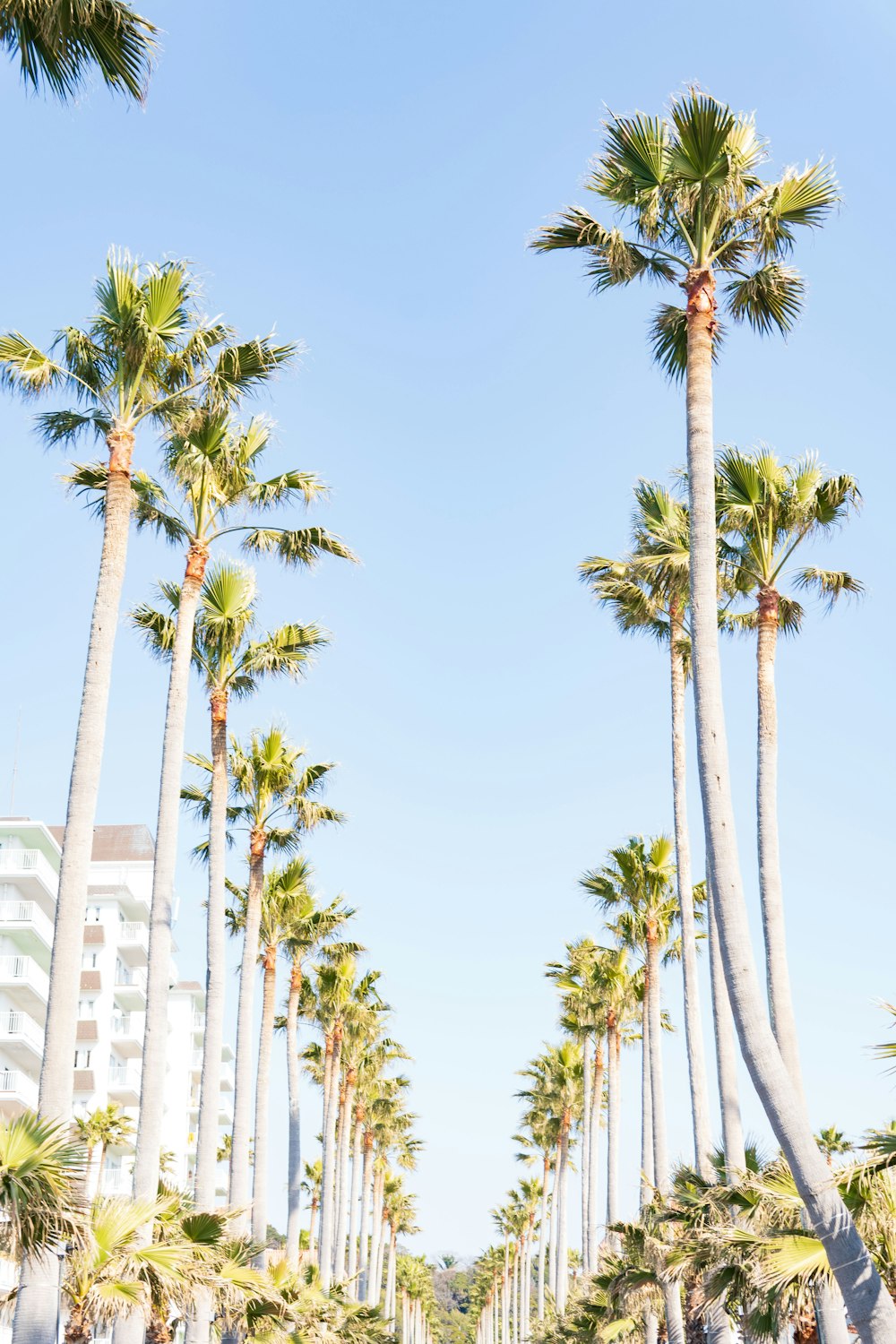 green palm trees near white concrete building during daytime