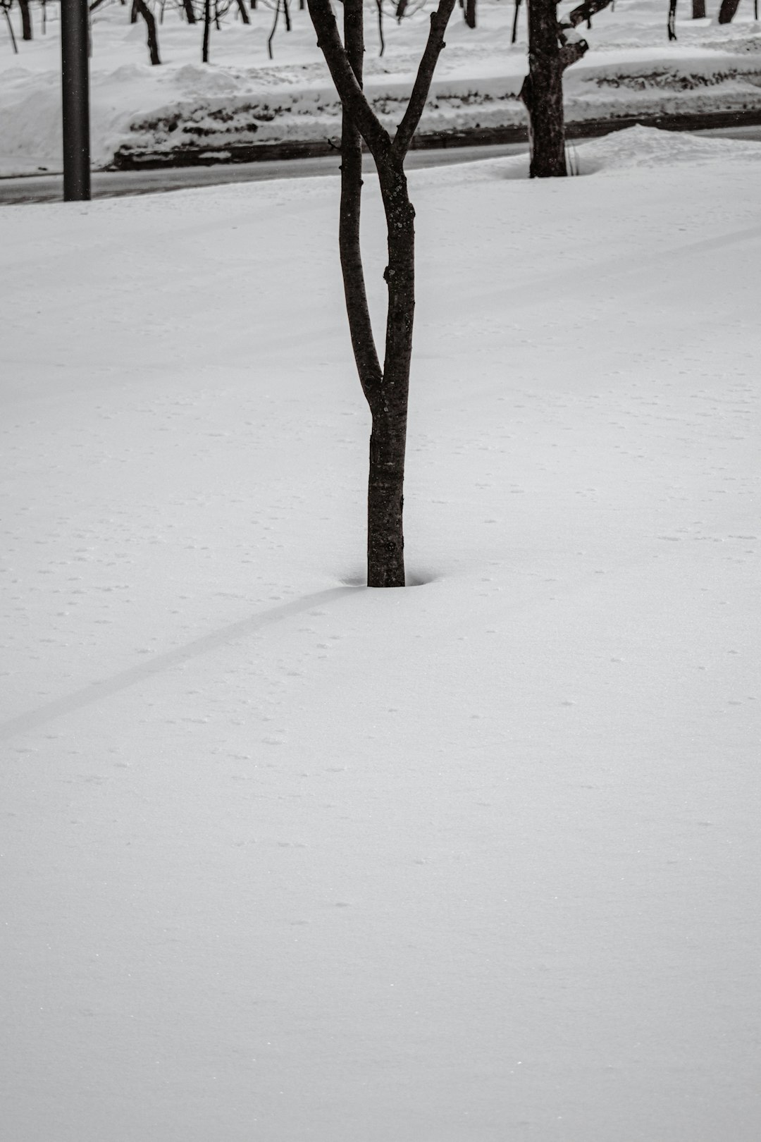 brown tree on white snow field during daytime