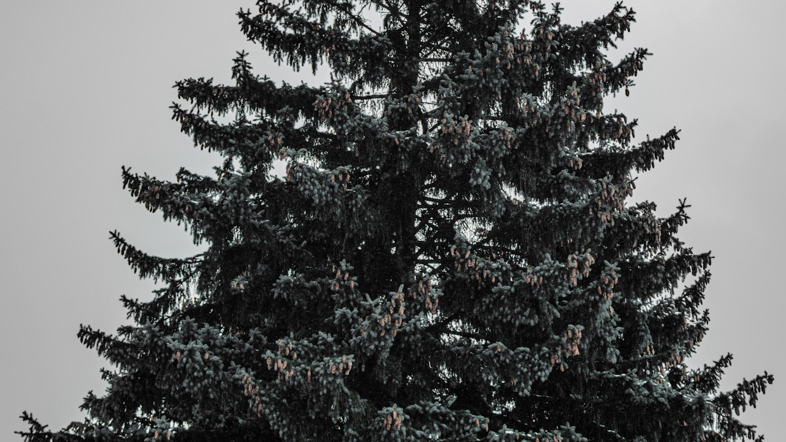 Considerations and recommendations: Tips for hassle-free transport of Christmas trees across state lines