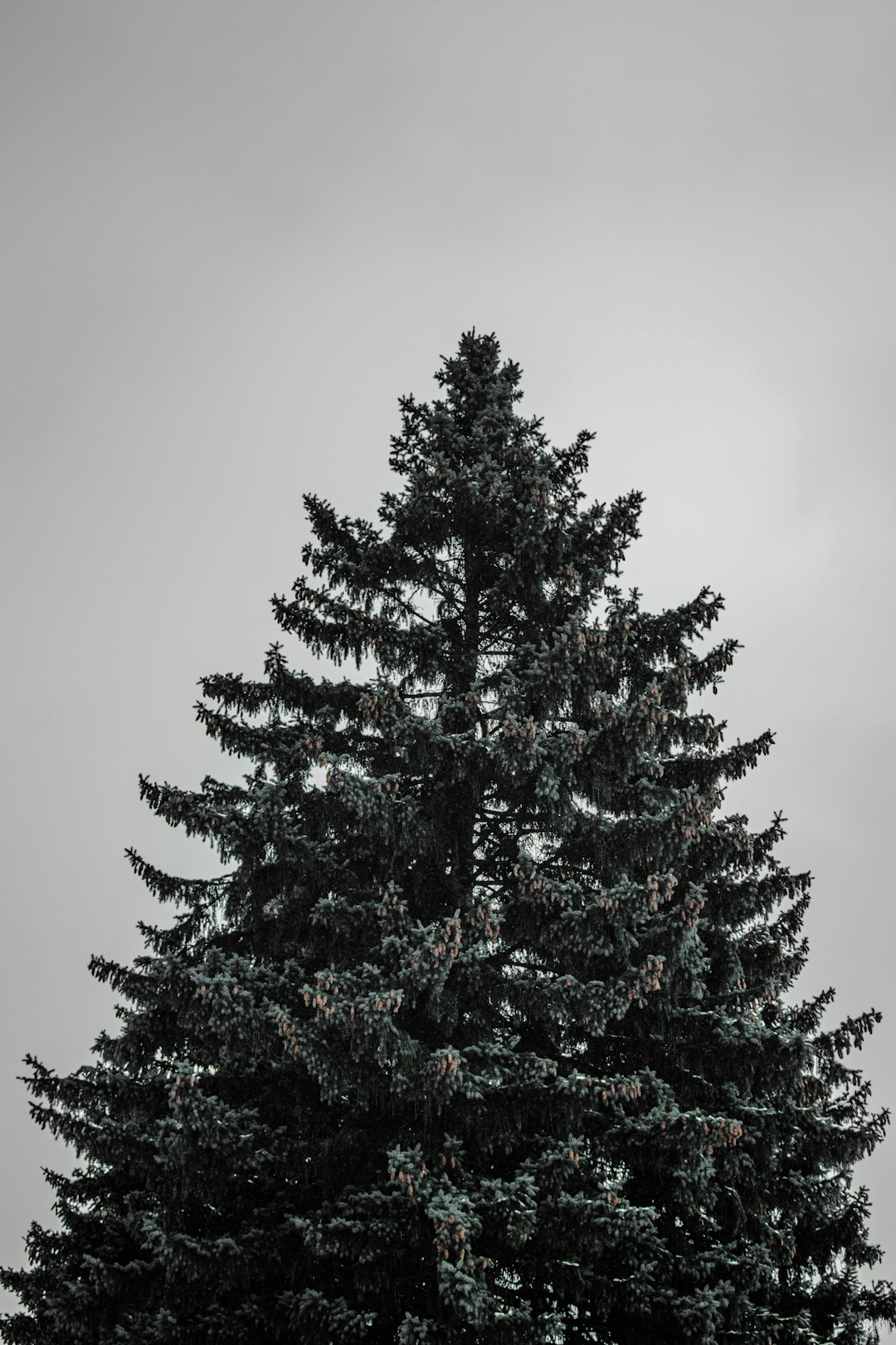 green pine tree under gray sky