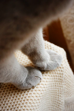 Close-up of a cat's paws wrapped in a colorful handmade booties set, resting on a cozy blanket