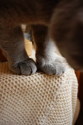Two gray cat paws rest on a soft, textured beige fabric. The fur appears smooth and well-groomed, and the focus is on the paws, creating a cozy and intimate atmosphere.