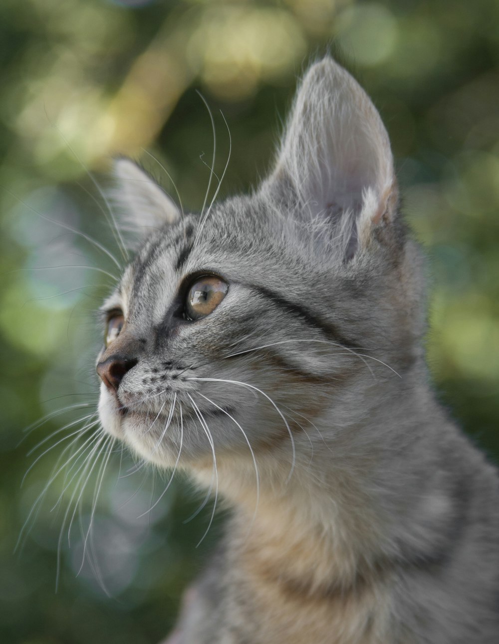 silver tabby cat in tilt shift lens