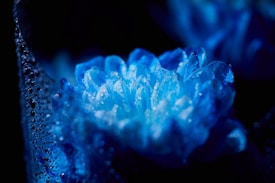 A close-up view of a blue flower with dewdrops on its petals, captured in a low light environment. The intricate details and texture of the petals are highlighted by the soft, luminous glow emanating from the flower.