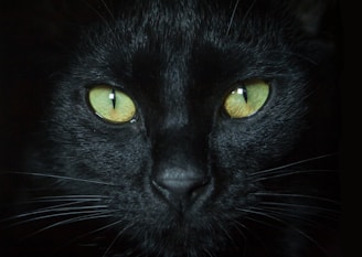 black cat with yellow eyes