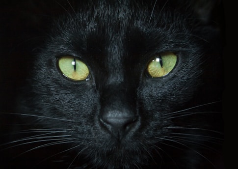 black cat with yellow eyes