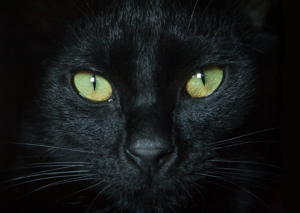 Rêver de chat : signification, ce que dit la science et les variantes