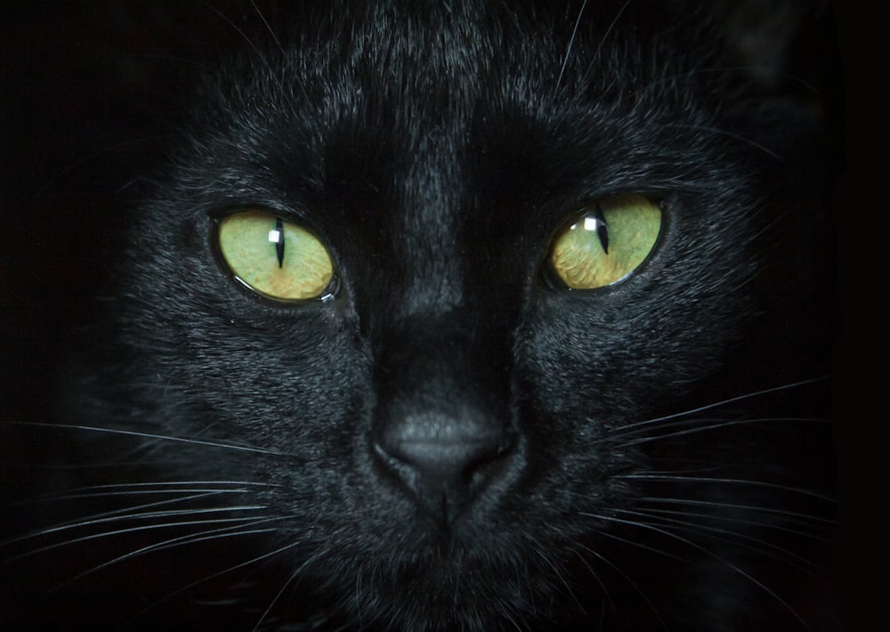 black cat with yellow eyes