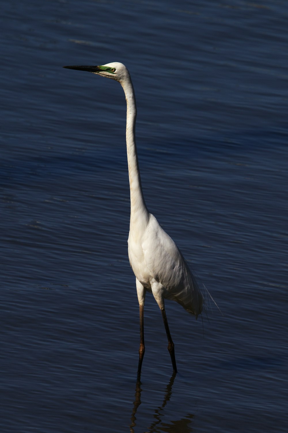 white bird on body of water during daytime