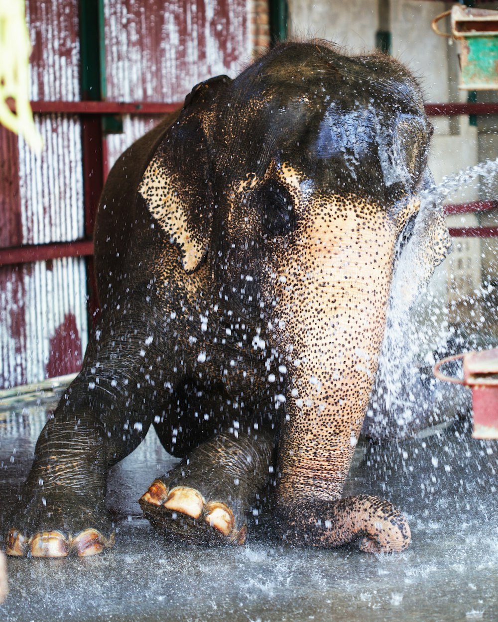 brown elephant in water fountain