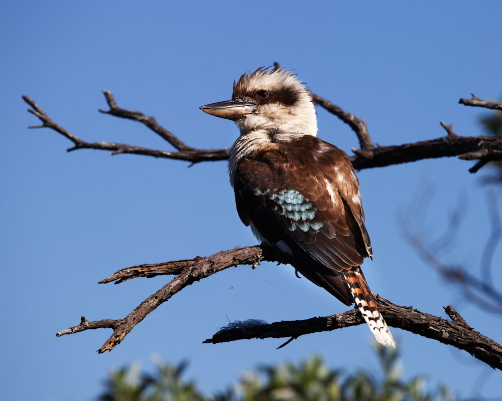 blue and white bird on brown tree branch during daytime