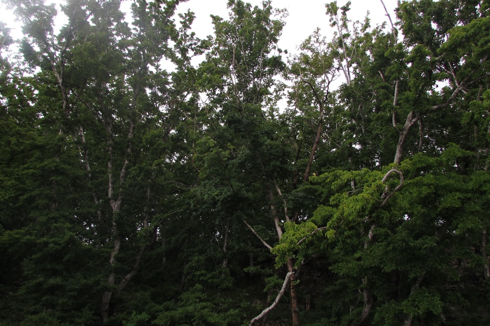 green trees under white sky during daytime