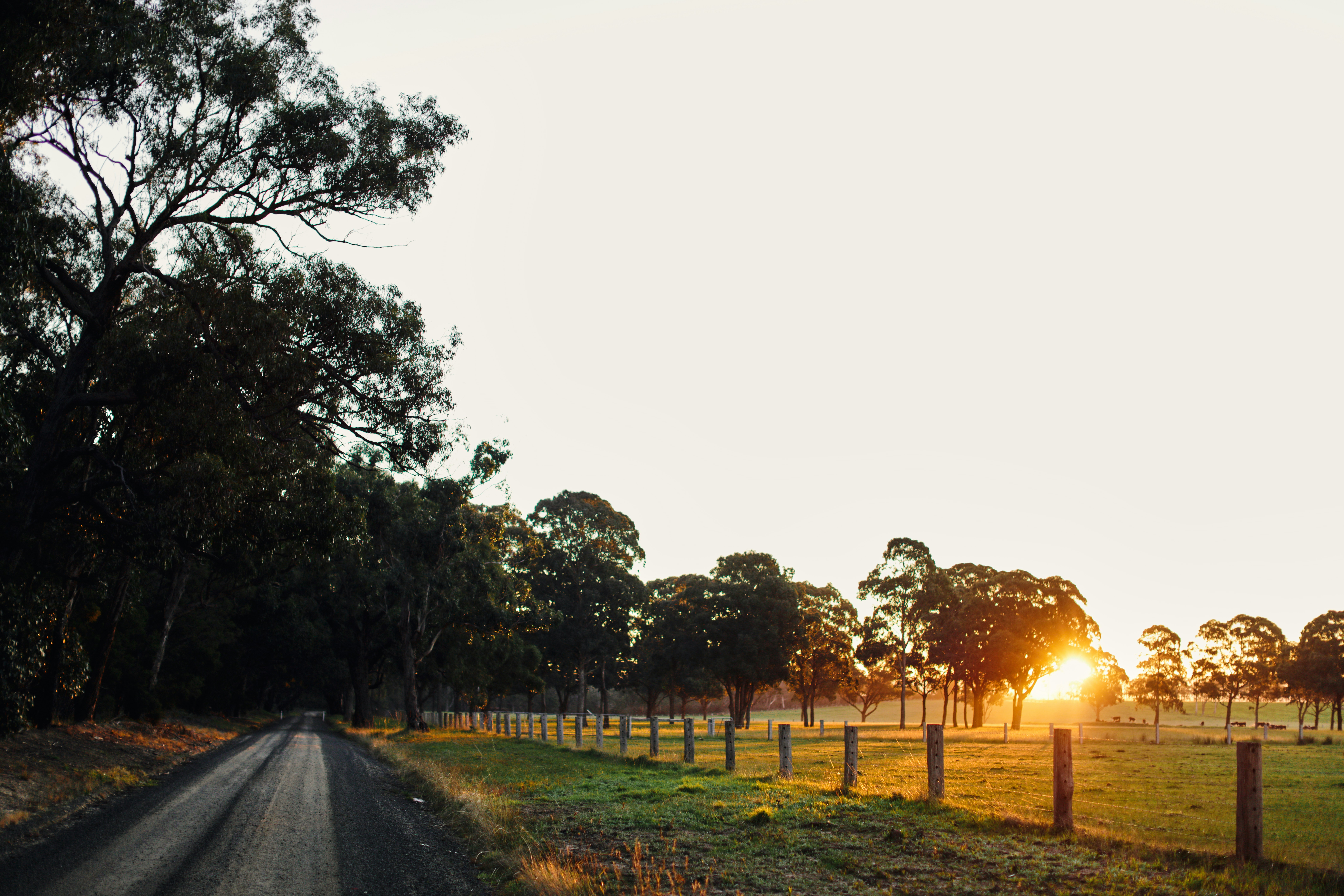 green grass field with trees during daytime