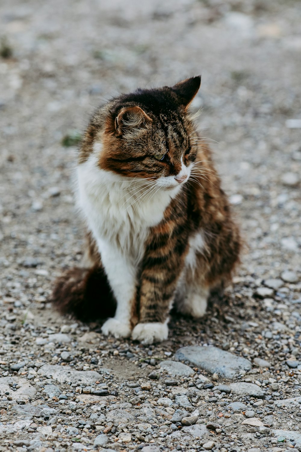 brown and white tabby cat